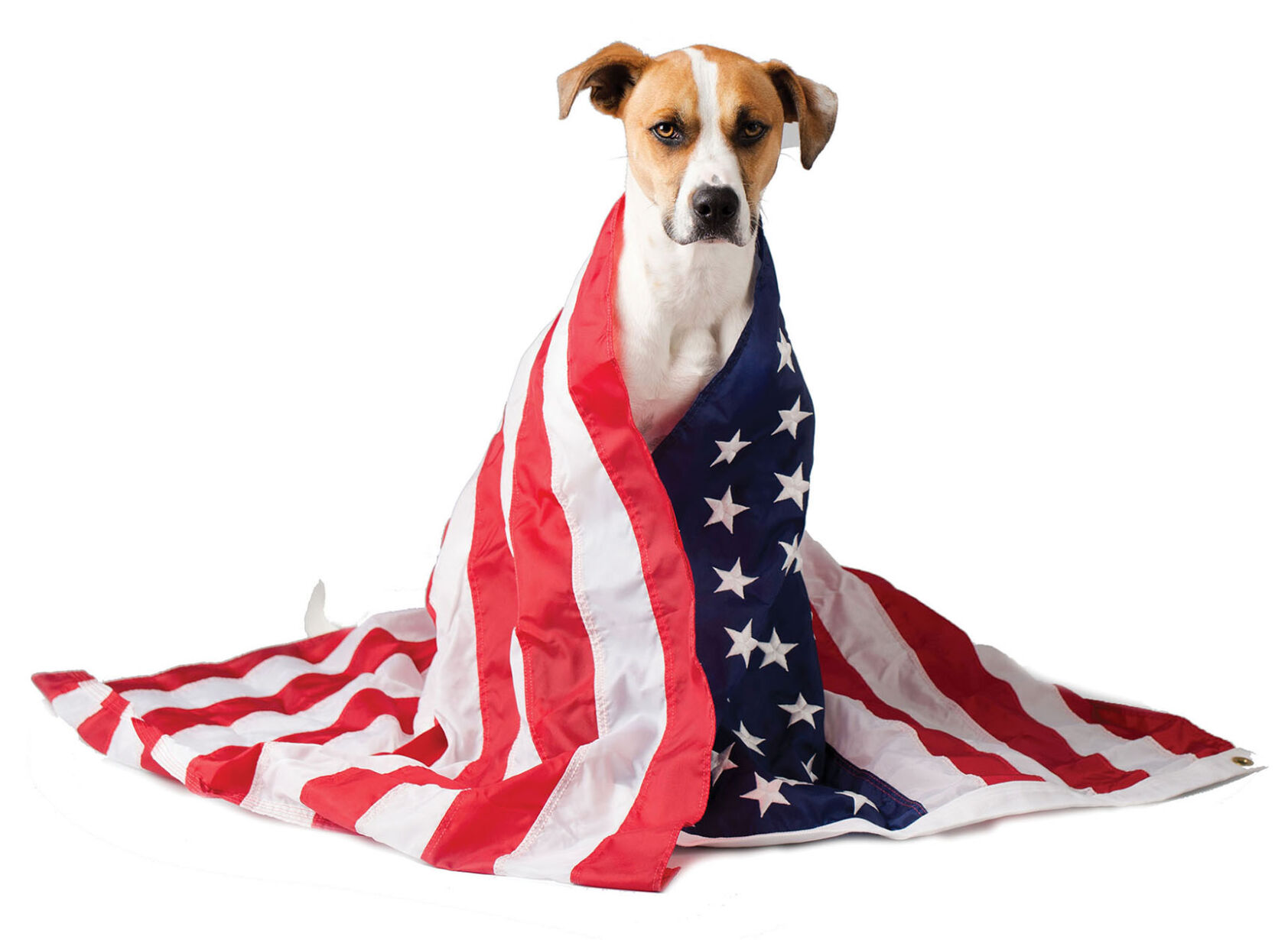 Dog with American Flag Isolated